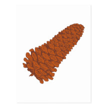 Pinienzapfen pine cone postkarte