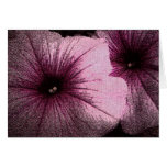 Pink and Black Petunias cards