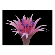 Pink and Blue Aechmea ACEO Business Card