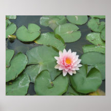 Pink and Green Lily Pad Pretty Photograph Poster