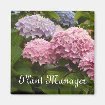 Pink and Mauve Hydrangeas - Plant Manager Fridge Magnet