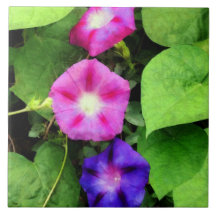 Pink and Purple Morning Glories Tiles