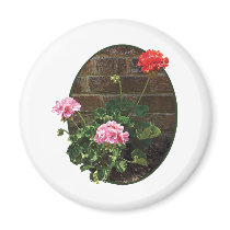 Pink and Red Geraniums Against Brick