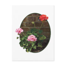 Pink and Red Geraniums Against Brick