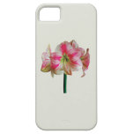 Pink and White Amaryllis