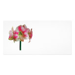 Pink and White Amaryllis Picture Card