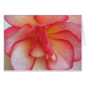 Pink and White Begonia Card