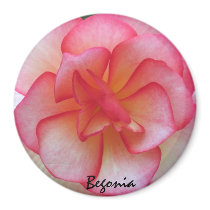 Pink and White Begonia Magnet
