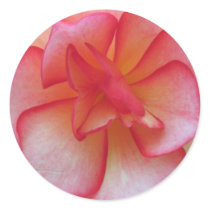 Pink  and White Begonia Sticker