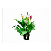Pink and White Calla Lilies Post Cards