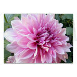 Pink and White Dahlia Card