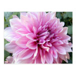 Pink and White Dahlia Postcard