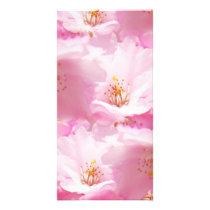 Pink and White detail blosso Photo Card