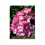 Pink And White Flowers Photo Cut Outs