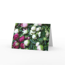 Pink and White Peony Buds Greeting Card