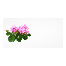 Pink and White Striped Geraniums Picture Card