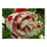 Pink and White Tulip Custom Greeting Card