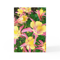Pink and Yellow Columbines Greeting Card