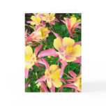 Pink and Yellow Columbines cards