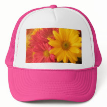 Pink and Yellow Daisies