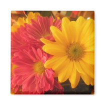 Pink and Yellow Daisies