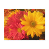 Pink and Yellow Daisies