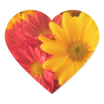 Pink and Yellow Daisies