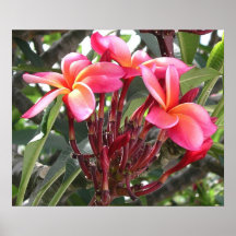 Pink and Yellow Plumeria Poster
