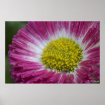 Pink and Yellow Poster