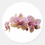 Pink and Yellow Striped Orchid Round Sticker