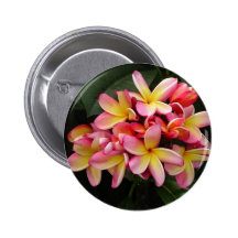 Pink and Yellow Tropical Plumeria Flowers