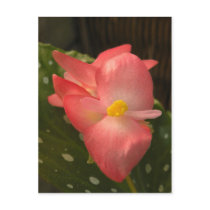 Pink Angelwing Begonia Postcard