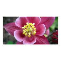 Pink Aquilegia Photocard Personalized Photo Card