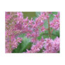 Pink Astilbe Flowers Postcard