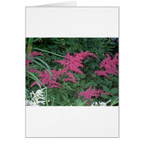Pink Astilbe in Old Orchard Beach, Maine