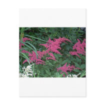 Pink Astilbe in Old Orchard Beach, Maine Postcards