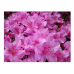 PINK AZALEA FLOWERS 31 Azaleas Cards Gifts Mugs Post Card