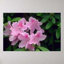 Pink Azalea flowers Poster
