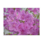 Pink Azalea In Bloom Postcard
