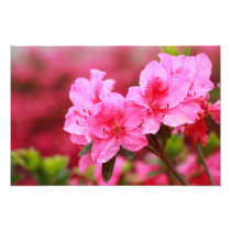 Pink Azaleas