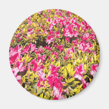 Pink azaleas refrigerator magnet