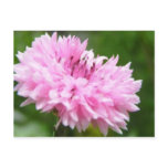 Pink Bachelor Button postcards
