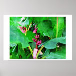 Pink banana, Musa pink velvet, Oil painting  Print