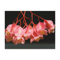 Pink Begonia Angel Wing Flowers Postcards
