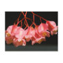 Pink Begonia Angel Wing Flowers Postcards