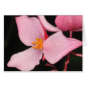 Pink Begonia Card