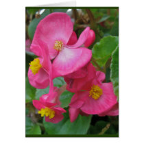 Pink Begonia Note Card