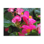 Pink Begonia postcards