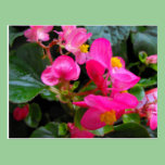 Pink Begonia postcards