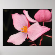 Pink Begonia Print
